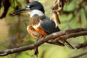 kingfisher